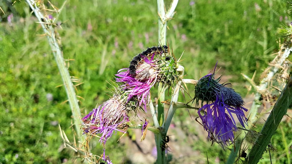 CharlesFinidori's tweet image. Brùculu #Veranu #Corsica