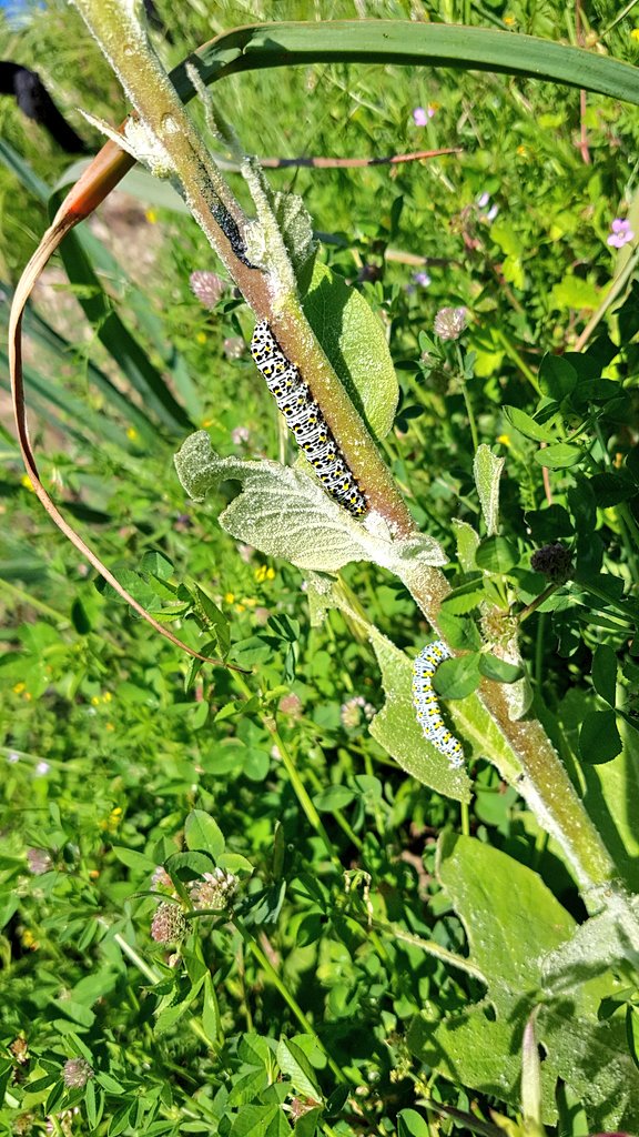 CharlesFinidori's tweet image. Brùculu #Veranu #Corsica