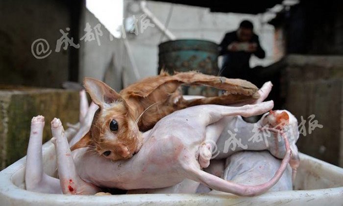 Lanaroske1's tweet image. @MOFAVietNam  YOU LOOK LIKE BARBARIC SAVAGES IN THIS LINK !!  THESE MEN TORTURING A CAT AND LAUGHING YOU ARE SICK #DEBASED #DERANGED #COWARDS #Disgrace #stopthetorture #EndDCMT #animalcompassion #shame #catsmatter facebook.com/groups/1971200…