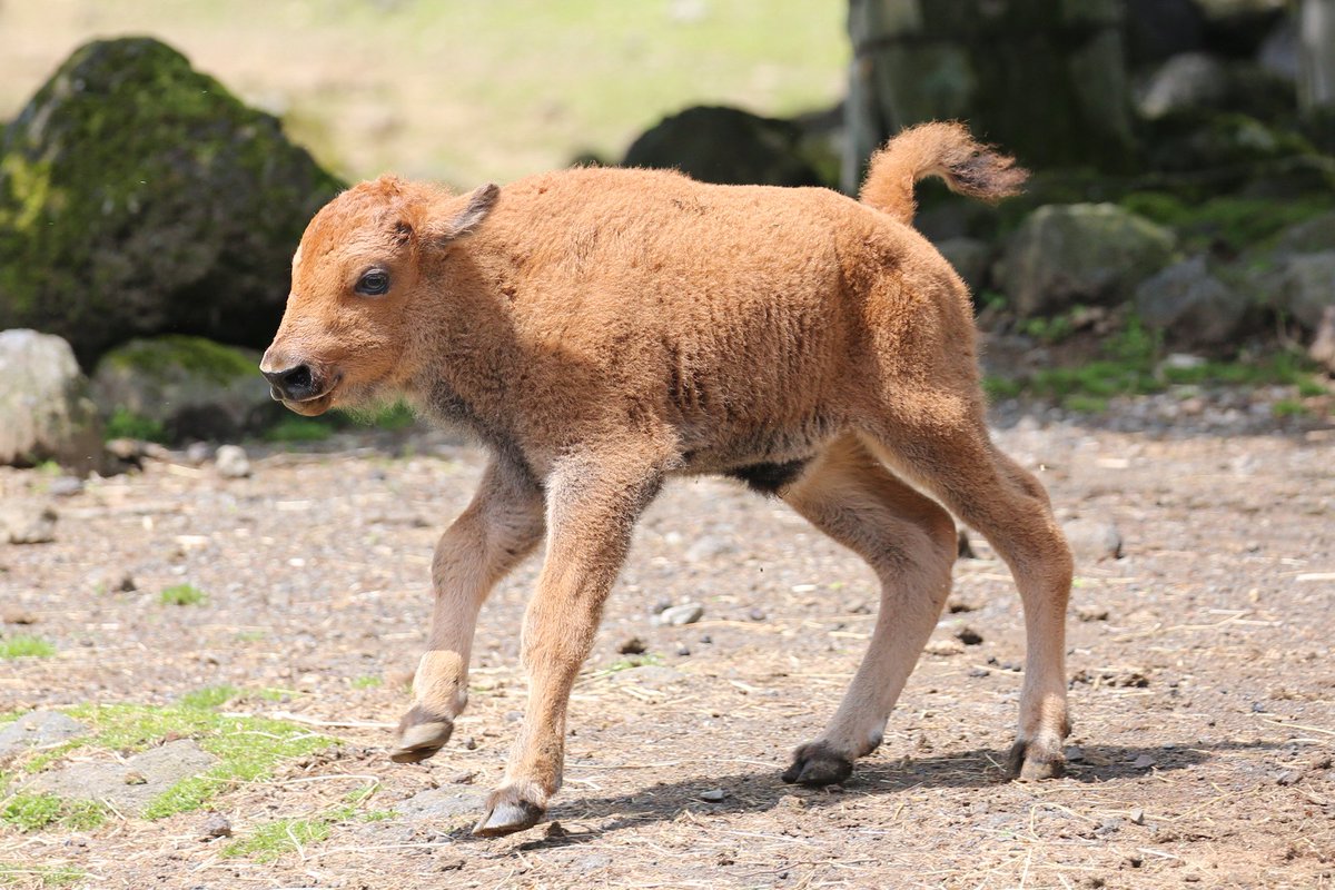 富士サファリパーク公式 バイソンの赤ちゃんを公開 大きくなると強面 コワオモテ だけど 赤ちゃんの頃はこんなに可愛いんですよ Z 意外に可愛い アメリカバイソン 富士サファリパーク T Co Ydtf4lfdmd