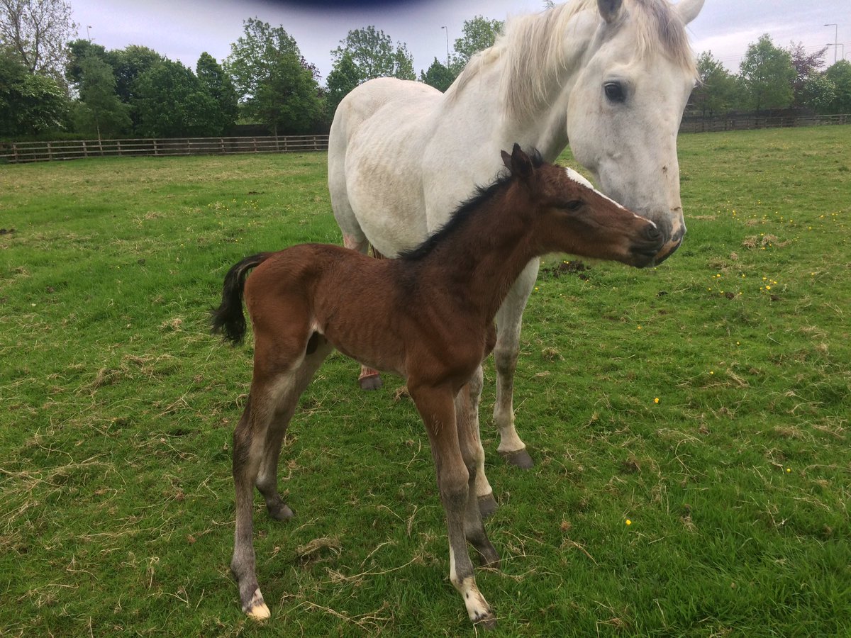 McArdleBrendan's tweet photo. No 2 . Cinsey colt ex HHS Finky ( Fortunus ) born 6am  @S_crosbie @TheIrishFieldHW https://t.co/q62EJG53pF
