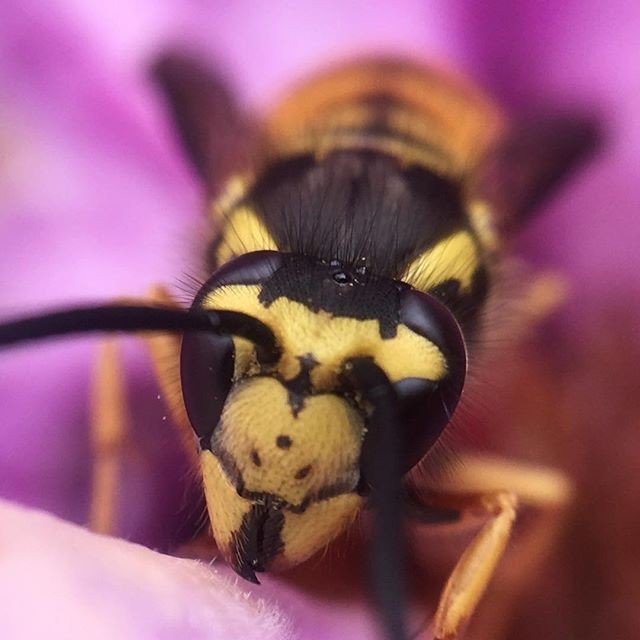 pocket_lens's tweet photo. This is waaaaay too close. But what a shot! Thanks @scottlovesbugs for showing us the beauty of a world (most of us) fear. Amazing!
#flowers #pocketlens #macro #insect #insetagram #details #dof #dof_addict #macro_addict #nature #pink #yellow https://t.co/uoOzta4NiI https://t.co/nn4nUZ5pUV