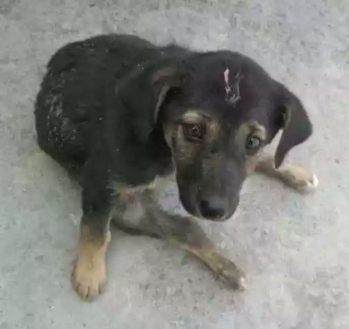 dhyanfoundation's tweet photo. DF volunteer uday , rescued this little one🐕🐾 from #badarpur. The dog is paralysed and is taking treatment at #Ajaydeep shelter. 
#SaveDogs https://t.co/K6VXMqPSVB