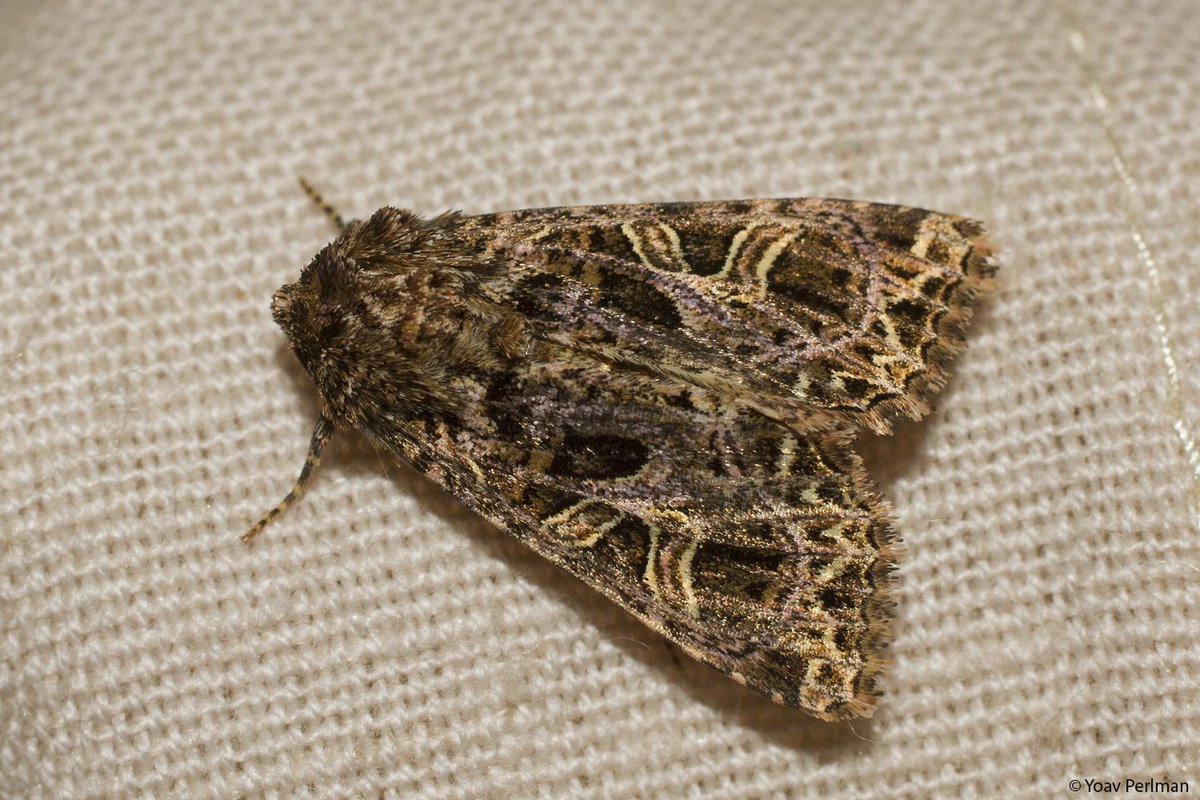 yoavperlman's tweet photo. Campion last night - my prettiest #bathroommoth yet
@MothIDUK - this is not Lychnis, right?
#Norwich
#teammoth https://t.co/Ak9sMi3B2q