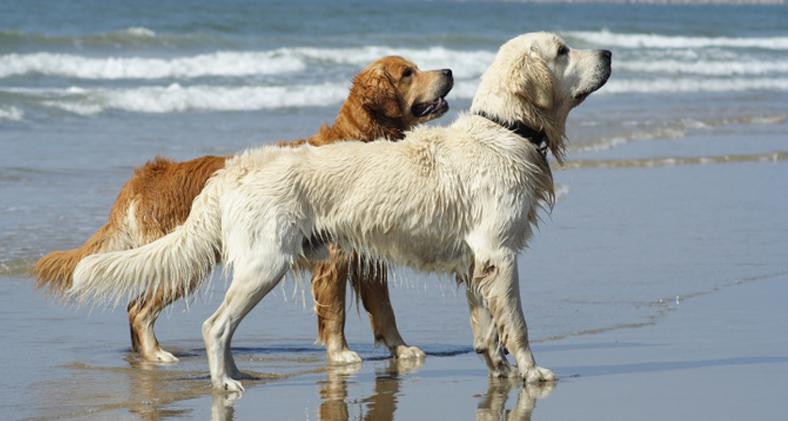 sciencenutshell's tweet photo. Dogs born during summer more likely to suffer heart disease 
https://t.co/hVvLduYoJL https://t.co/s92b3fsC45