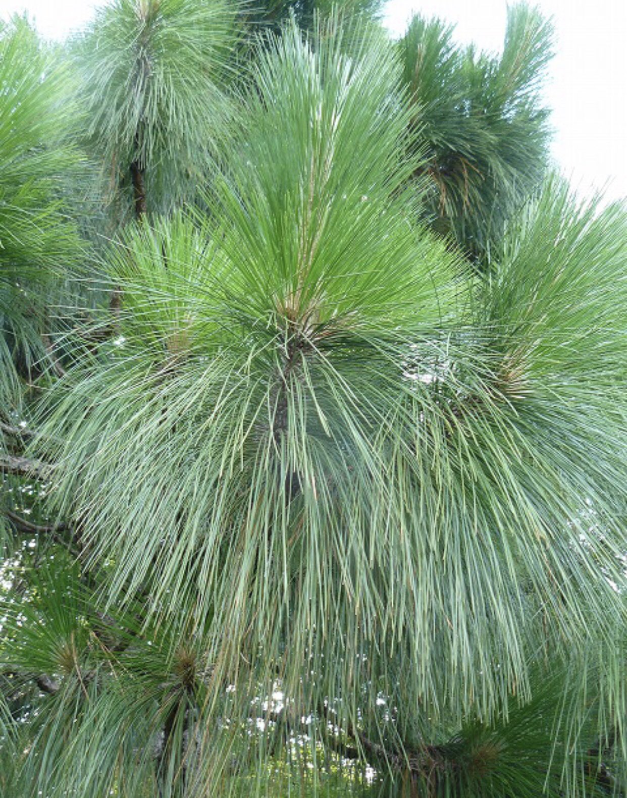 長谷川園 今日はひたすら松の芽切り さて 松にも色んな種類がある 大王松のような葉の長い松もあれば 五葉松のような葉の短い 松もある 長谷川園 造園 剪定 大王松 五葉松 T Co Fuvc5l4d0j Twitter