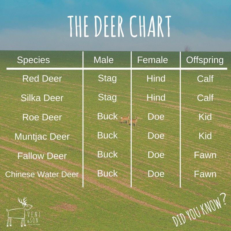 Did you know ...? 

#deerfacts #wildfood #eatery #deerchart 
#veniandson #fieldtofork 
#locallysourcedfood #organicfood