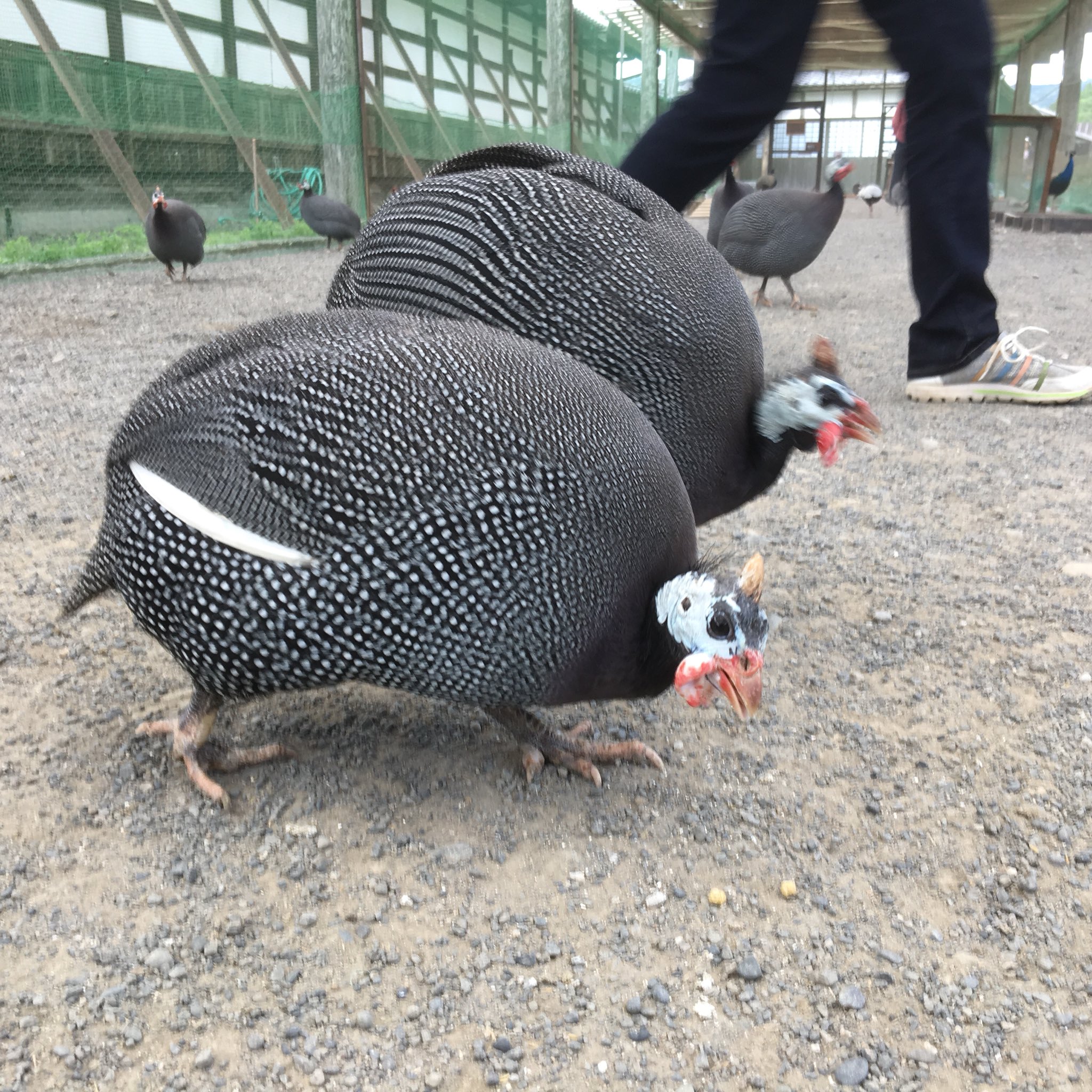 みんなのたまご ホロホロホロ ホロホロホロホロ ホロホロチョウ ホロホロ鳥 T Co W8idhwdn59 Twitter