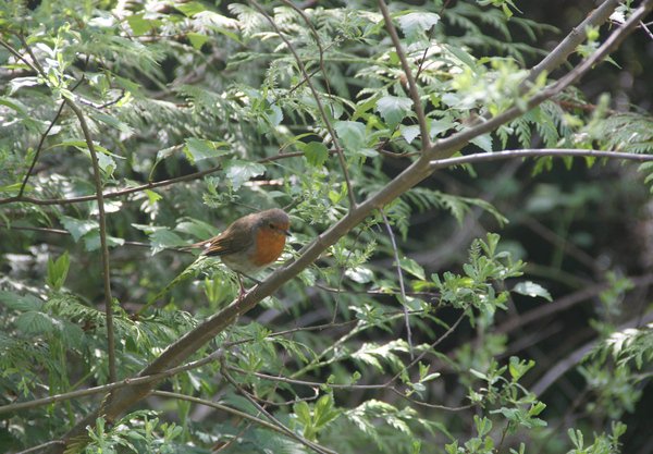 SouthMeadows1's tweet photo. Trees and shrubs and wildlife too ... all close to South Meadows ... https://t.co/QnTqZHIi8I https://t.co/Cb0TW5ua8G