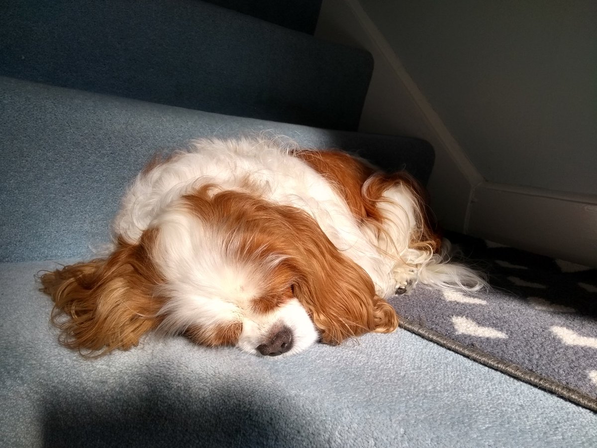 spaniel_yaps's tweet photo. Loving Sunday morning in my sun beam :-) #dogsoftwitter #cavpack #SundayMorning https://t.co/jEzEwAfr7e