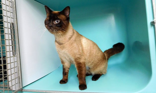 La Spa Montlucon A L Adoption 1 Nouveau Chat Lagon Type Siamois Tres Gentil Super Sympa Et Affectueux Une Boule D Amour Son œil Manquant Ne Lui Pose Aucun Probleme