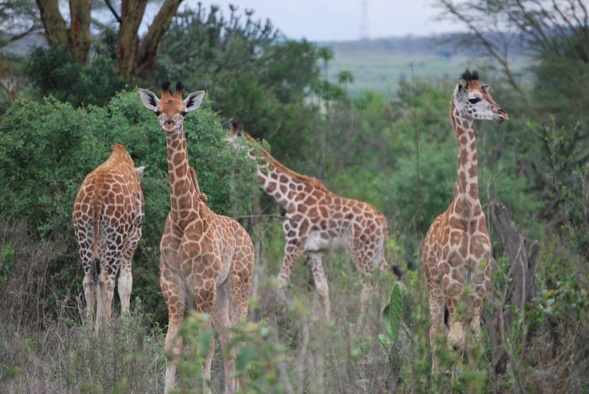 sciencenutshell's tweet photo. Giraffes surprise biologists yet again 
https://t.co/S9YxbMa767 https://t.co/TexekmIuoD