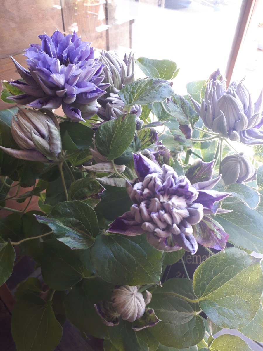 Moss Auf Twitter 今日のおすすめ クレマチス 新紫玉 シンシギョク 発色のよい濃い紫色が美しい八重咲きのクレマチスの鉢植えです 花持ちもよく鑑賞期間も長いのでおすすめです レアな品種なのでお早めに