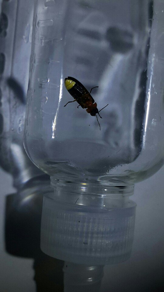 #성남시 환경정책과
파파리반딧불이 탐사체험 신청접수
-탐사기간 : 2018. 6. 1.(금) ~ 6. 6.(수)
-신청기간 : 2018. 5. 21.(월)(선착순 마감)
-신청홈페이지 : 에코성남(eco.seongnam.go.kr)
-참여대상 : 성남시민(1일 15가족, 한 가족당 최대 4명)
#반딧불이 #탐사체험 #깃대종 #파파리반딧불이