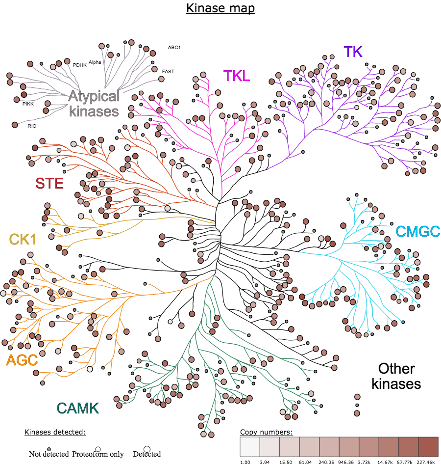AJ_Brenes's tweet photo. im happy to announce the release of the #KinViewer in the #EPD The KinViewer is a tool to upload your #proteomics data obtain a #quantitative #kinase map available at: https://t.co/mMJEmriYZE #dataviz #visualisation #analytics #kinomics #kinome #omics https://t.co/lQ1eNqcPXG