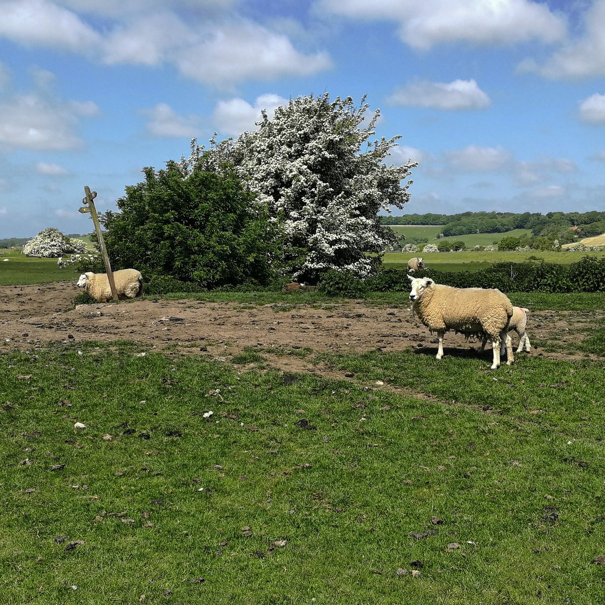 Isibue1's tweet photo. Training hard for my 52 miles chartity #hike. Last 2 days I walked 38miles through gorgeous #countryside @sensecharity https://t.co/PwZSUpfq3g https://t.co/4OtUDUDjxE