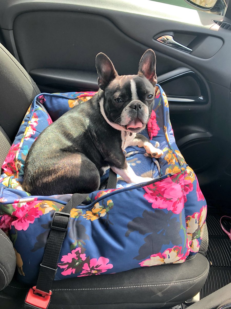 JoulesOfAldeburghLJ (@joulesaburghlj) on Twitter photo Did you know our small size pet beds are the perfect fit for the front seat of your car? Pop in store today & order yours <a href="/JoulesAburghLJ/">JoulesOfAldeburghLJ</a> <a href="/JoulesAldeburgh/">JoulesOfAldeburgh</a> #Joules #petfriendly #petbeds #Luna #frenchton Did you know our small size pet beds are the perfect fit for the front seat of your car? Pop in store today & order yours <a href="/JoulesAburghLJ/">JoulesOfAldeburghLJ</a> <a href="/JoulesAldeburgh/">JoulesOfAldeburgh</a> #Joules #petfriendly #petbeds #Luna #frenchton