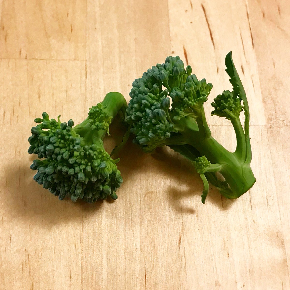 الوسم 茎ブロッコリー على تويتر