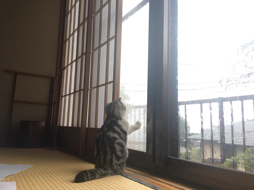 観光せずに部屋に引き籠るｗ好きな猫を借りて部屋で一緒に泊まれる宿があるらしいｗｗ