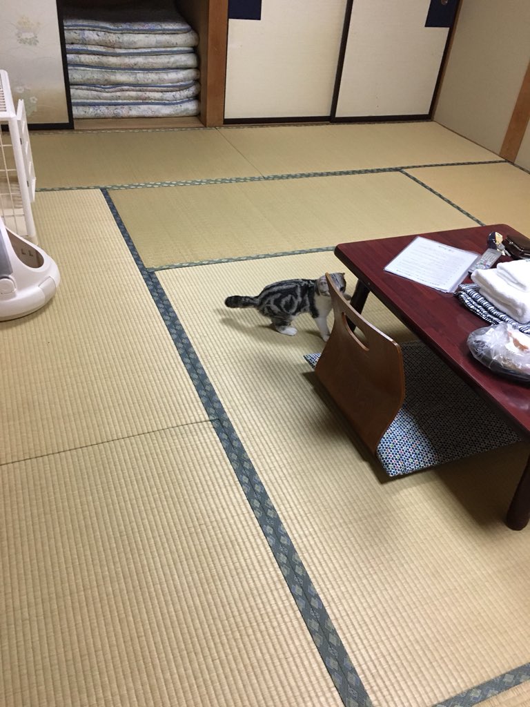 猫を借りて一緒に泊まれる旅館があるらしい 泊まってきた方の様子が羨ましすぎてもう 何この天国 Togetter