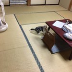 観光せずに部屋に引き籠るｗ好きな猫を借りて部屋で一緒に泊まれる宿があるらしいw
