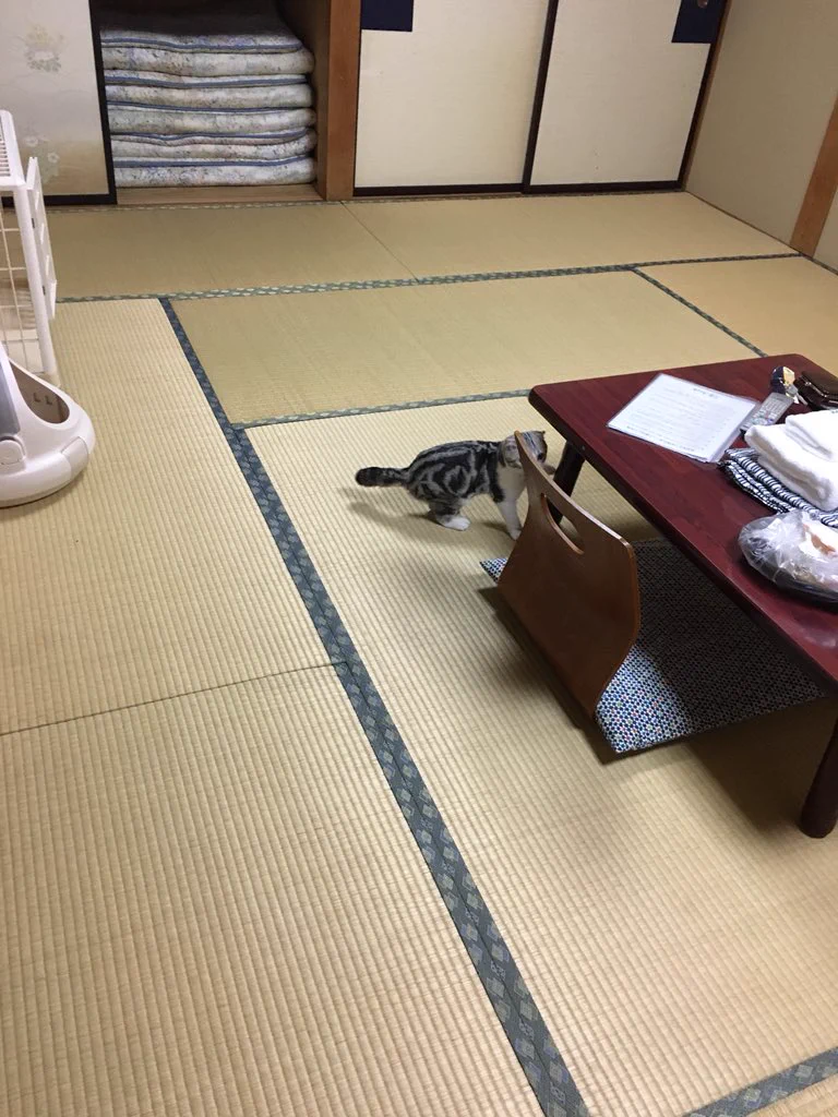 観光せずに部屋に引き籠るｗ好きな猫を借りて部屋で一緒に泊まれる宿があるらしいｗｗ