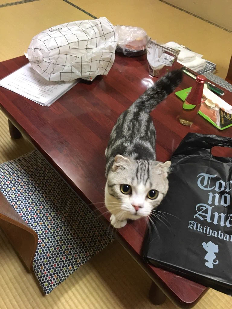 観光せずに部屋に引き籠るｗ好きな猫を借りて部屋で一緒に泊まれる宿があるらしいｗｗ