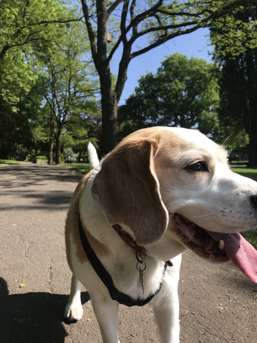 #beagle #birthday walk 🎂