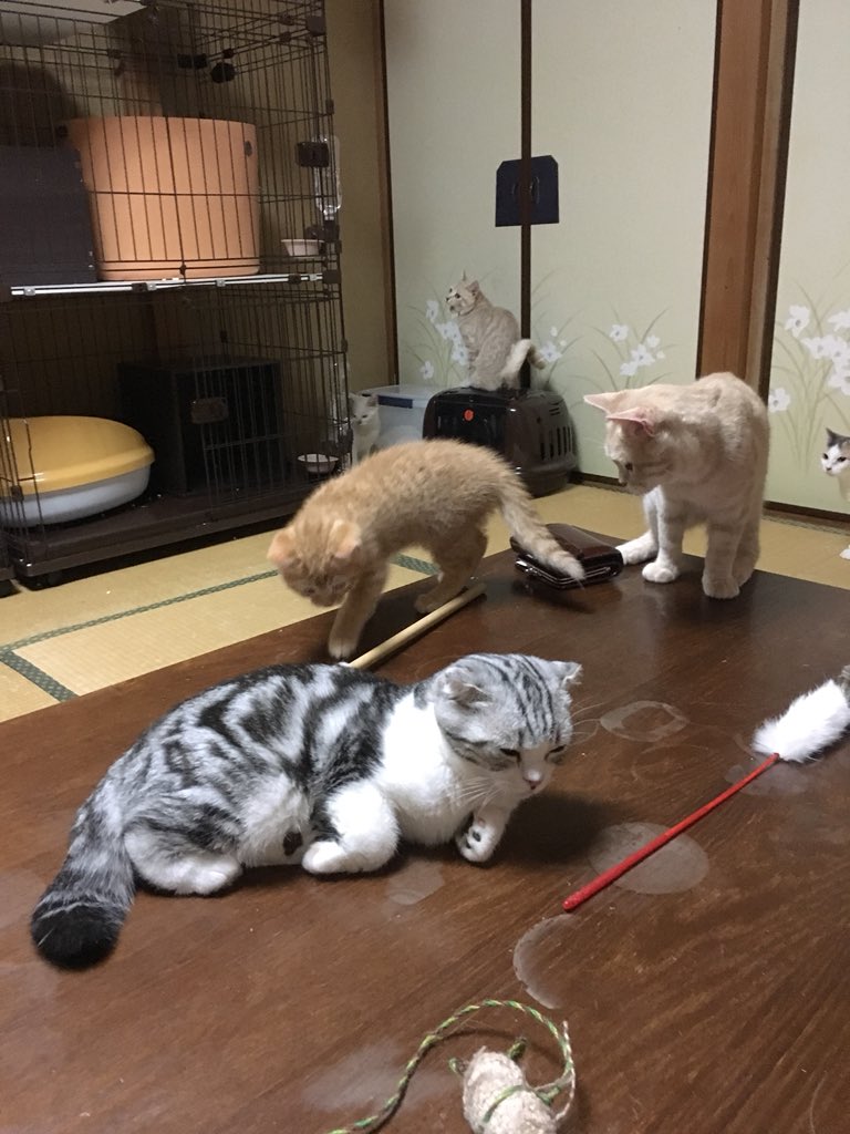 猫を借りて一緒に泊まれる旅館があるらしい 泊まってきた方の様子が羨ましすぎてもう 何この天国 Togetter