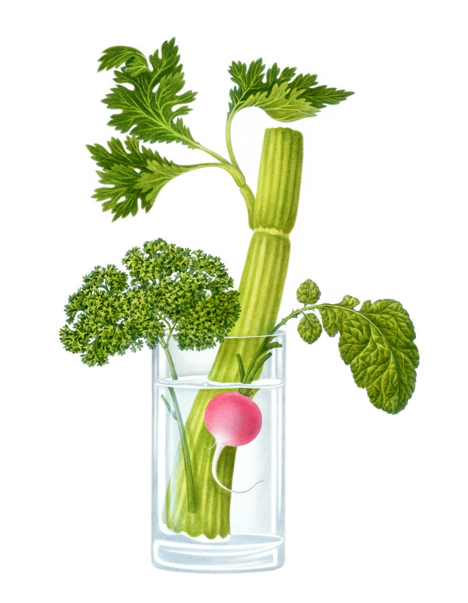 大橋正の作品紹介 Sur Twitter セロリ パセリ ラディッシュ グラス入り Celery Parsley Radish In A Glass 水彩画 Watercolor Artworks Illustration Graphicdesign Drawing イラスト グラフィックデザイン 絵 大橋正 Tadashiohashi Vegetables