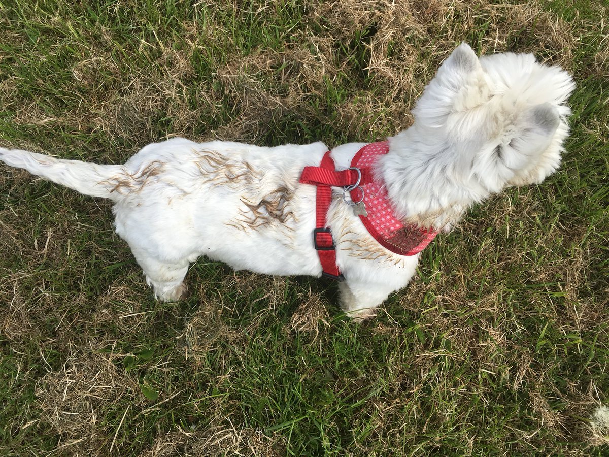 lbell1974's tweet image. When your going on a walk and your dog rolls in something before you have even set off 🐶👊 #stinking #reaching