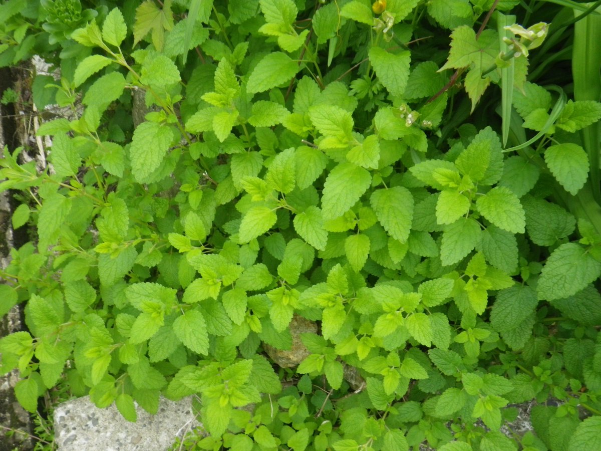 自給自足生活 レモンバーム 栄養も何もない家の角で毎年茂ってくれる 今年は葉が大きい 他の場所のも葉が大きい 一度全部刈り取って乾燥しようかな レモンバーム メリッサ ハーブ 家庭菜園