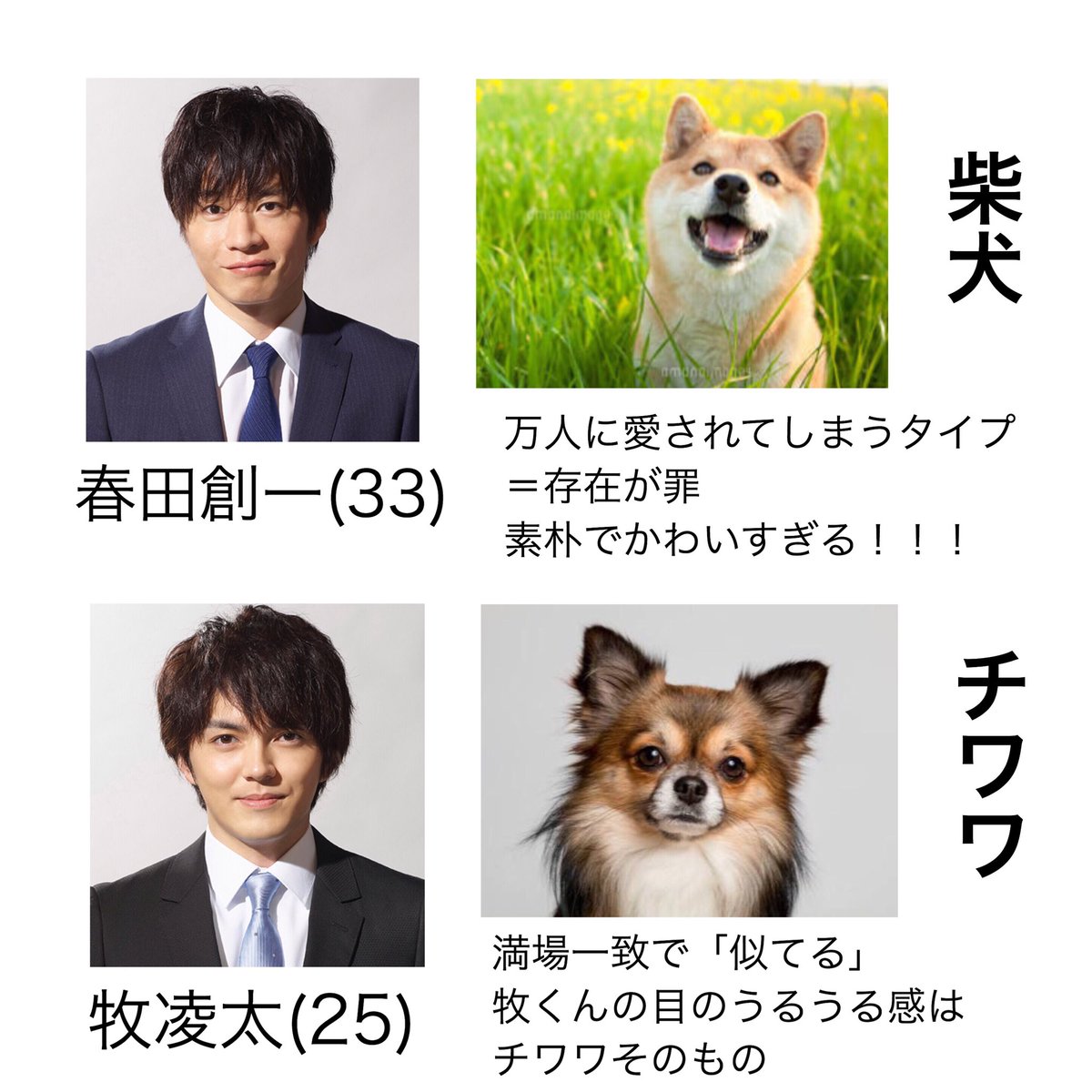 ___linalina's tweet photo. 牧くんチワワ説から派生して🐾

完全に私の独断と偏見による
"おっさんずラブ メンバーを犬に例えたら"

#おっさんずラブ https://t.co/T6EynlfCMN