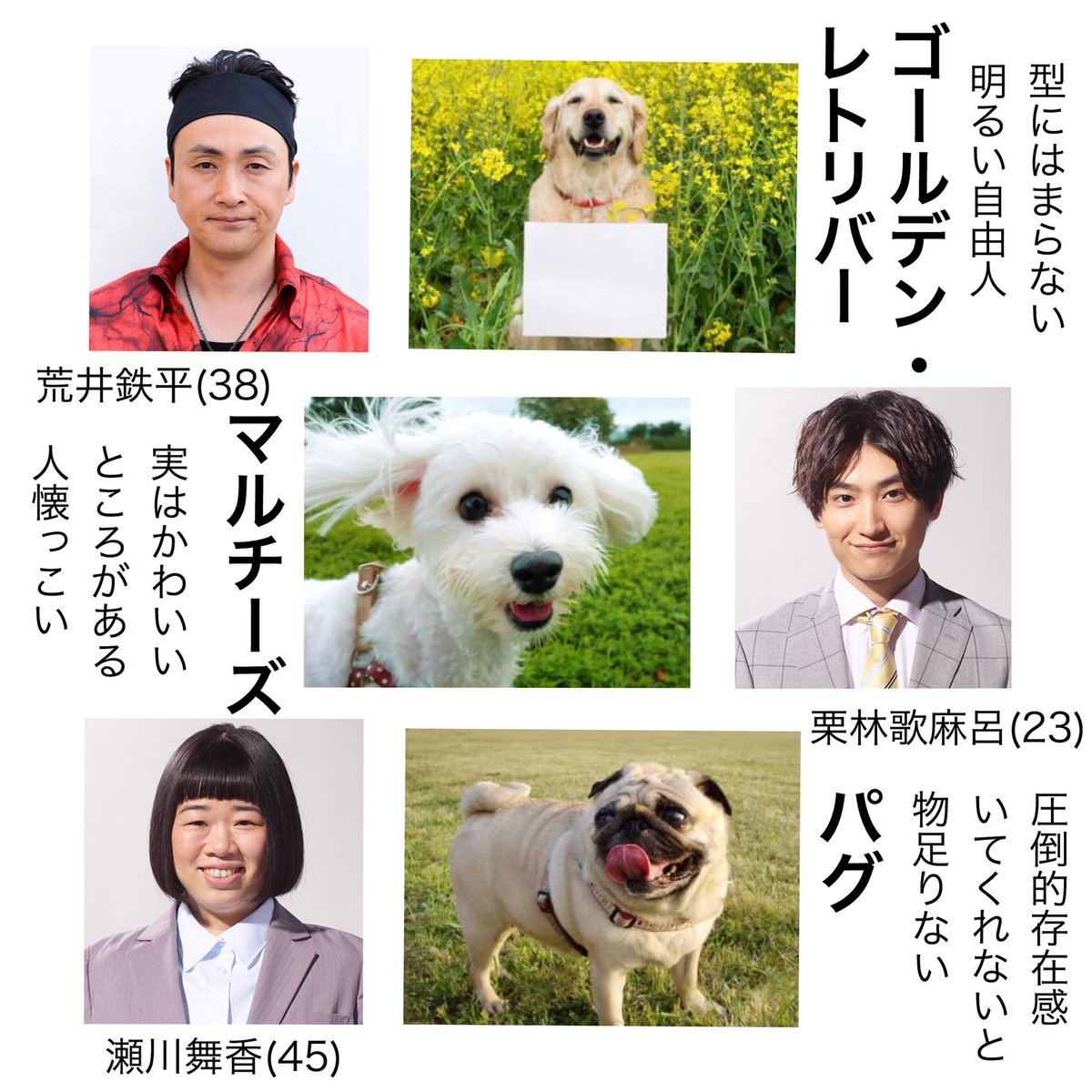 ___linalina's tweet photo. 牧くんチワワ説から派生して🐾

完全に私の独断と偏見による
"おっさんずラブ メンバーを犬に例えたら"

#おっさんずラブ https://t.co/T6EynlfCMN