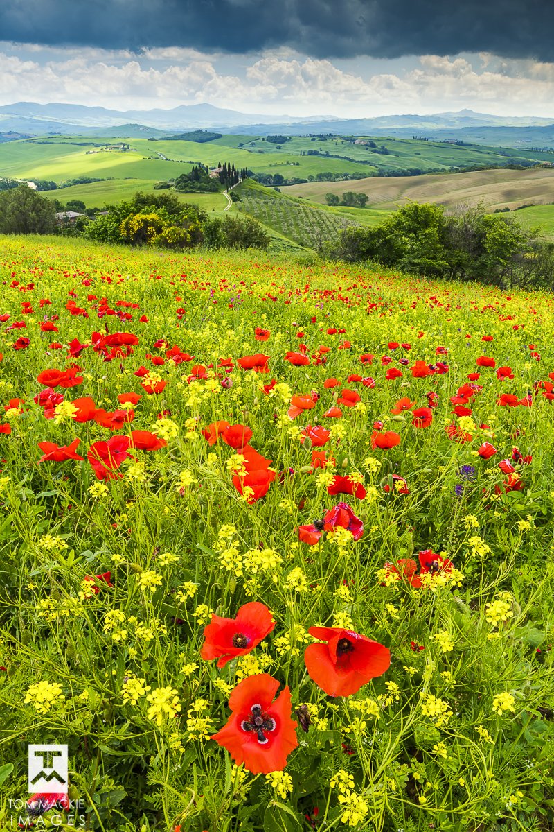 Val d'Orcia, Tuscany

We had mixed weather conditions this year, meaning it was wet. But the rain brought out the wildflowers.