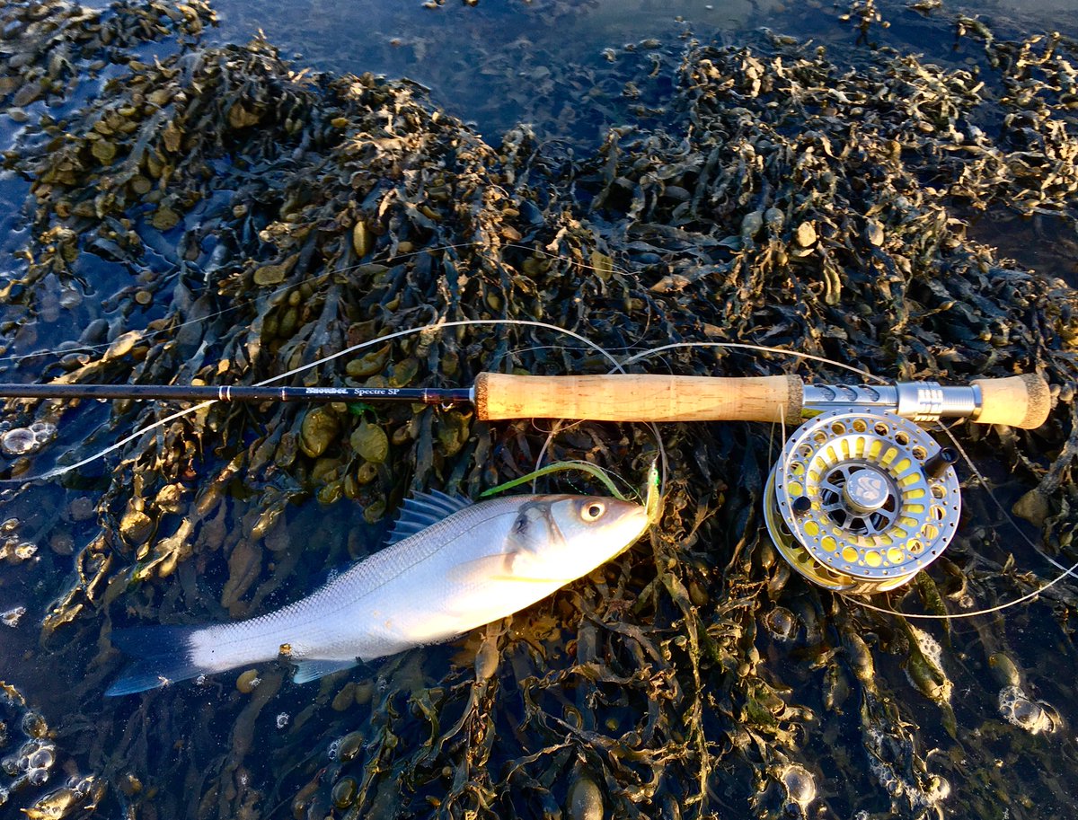 yodatheangler's tweet image. Last knockings on the estuary last night, my first Bass of the year on a very lovely evening! The Snowbee Spectre Predator/Saltwater 9’ #8wt is awesome but maybe a little bit unnecessary for this little school Bass, on a chartreuse herring streamer... #Snowbee