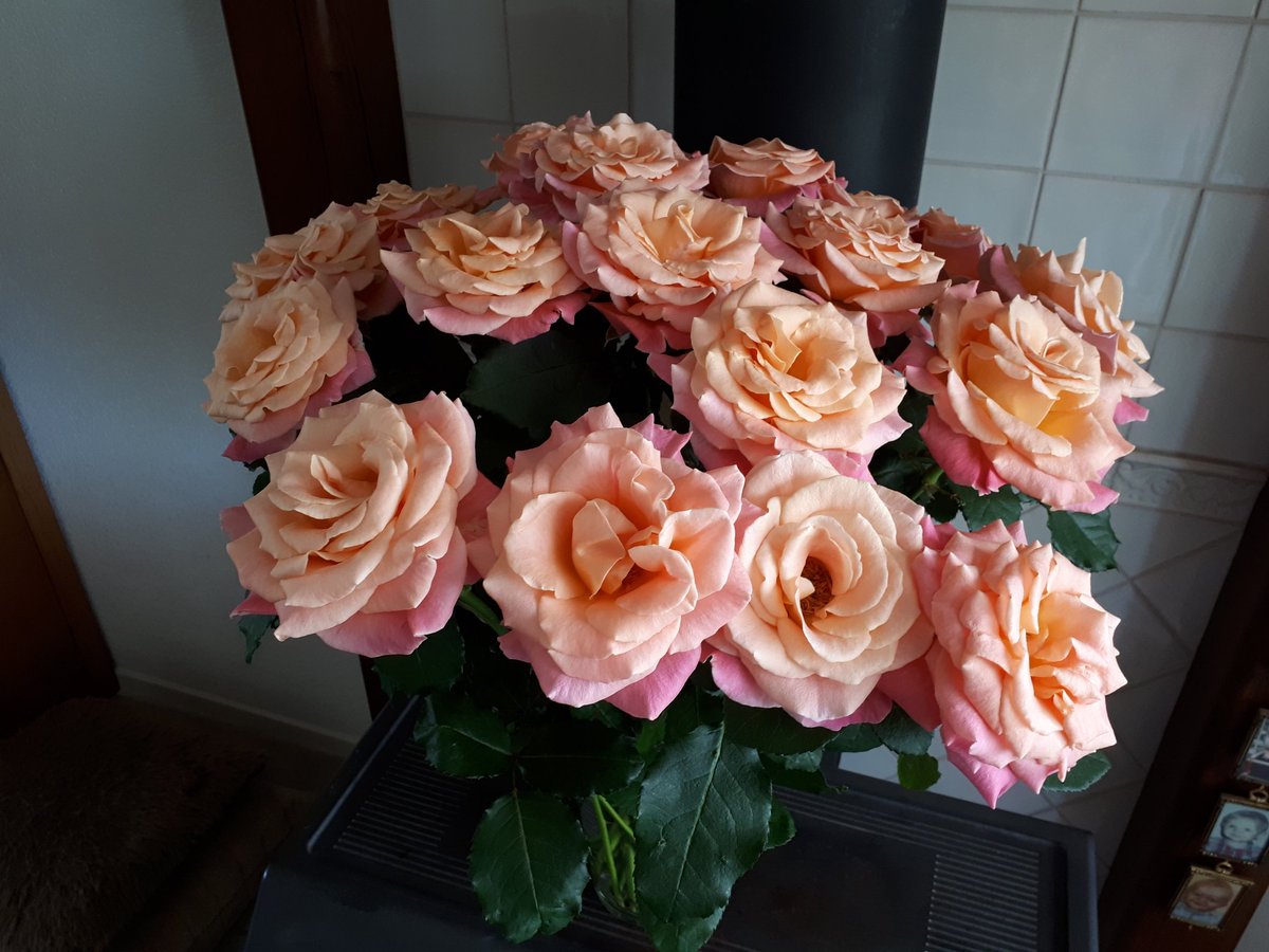 Miss Piggy dag 10. En nog steeds volop sierwaarde!!!! <a href="/porcellarosa/">Porcellarosa</a>