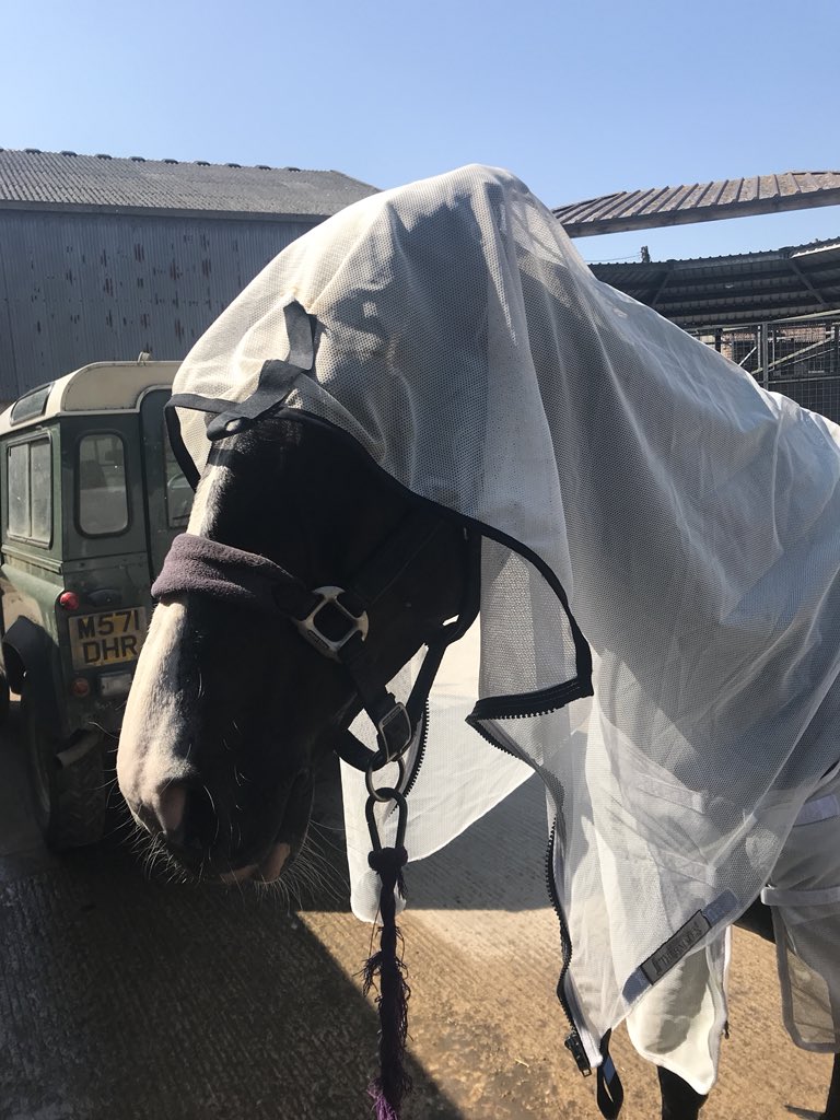 Pumbaa Goess-Saurau tweet media