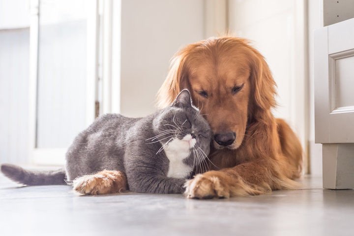 parcelpet's tweet photo. As today is the final day of #MentalHealthAwarenessWeek we are inviting you, our beautiful #ParcelPeeps, to share YOUR stories about how your pet has benefited your health. We’ve love to hear your thoughts 💚🐾 https://t.co/k8spZY80XQ