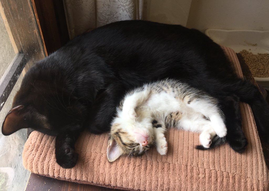 mkdot_FMi's tweet photo. そして、この子の里親になることになりました。受け渡しは22日の火曜日。20年付き合えたら嬉しいね。取り敢えずは夏の試練を乗り越えねばならん。末長くよろしく頼むよ。 https://t.co/mtDskPu7OU