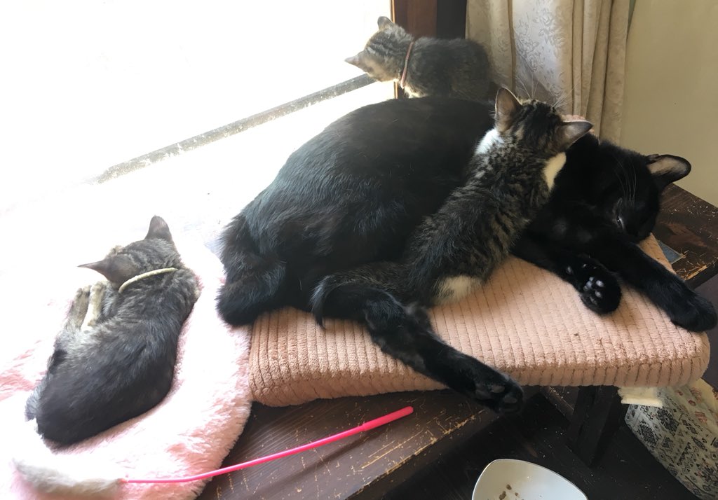 mkdot_FMi's tweet photo. そして、この子の里親になることになりました。受け渡しは22日の火曜日。20年付き合えたら嬉しいね。取り敢えずは夏の試練を乗り越えねばならん。末長くよろしく頼むよ。 https://t.co/mtDskPu7OU