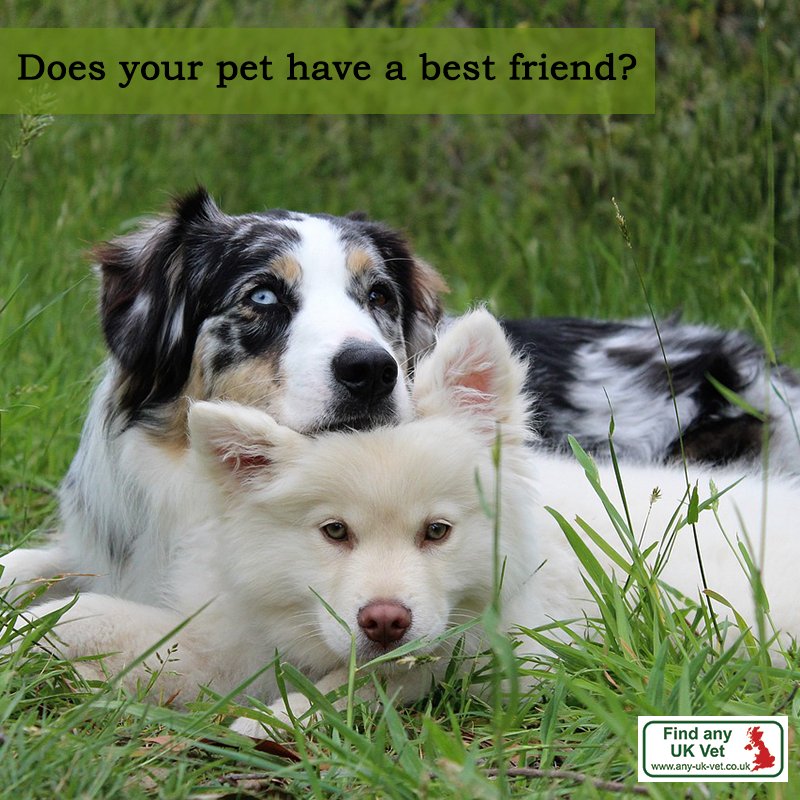 AnyUKVet1's tweet photo. Find your nearest Vet on https://t.co/1xic2WLVmr

#UK #Veterinary #Pets #Family #Love #AnyUKVet https://t.co/jeU3ku5NIE