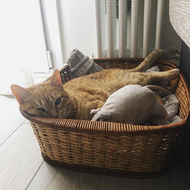 ilgattolardo's tweet photo. Sunday.
.
.
.
#cat #cats #catsofinstagram #meow #gatti_italiani_ #catlover #catoftheday #catsagram #picoftheday #photooftheday #vsco #vscocam https://t.co/TNR4ySVBGP