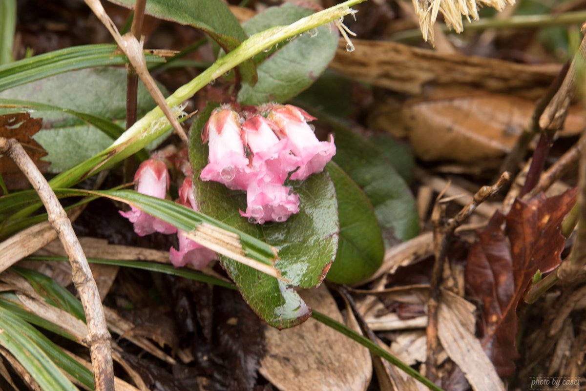 カゼイ 巻機山は今 花盛りです シャクナゲも咲き始めてますし イワカガミやイワウチワもちらほら ピンクの釣鐘型の花 なんて名前なんでしょうね 山頂付近では やたら固くて透明な どうも季節が合ってない花が咲いてましたけど これも何なんで