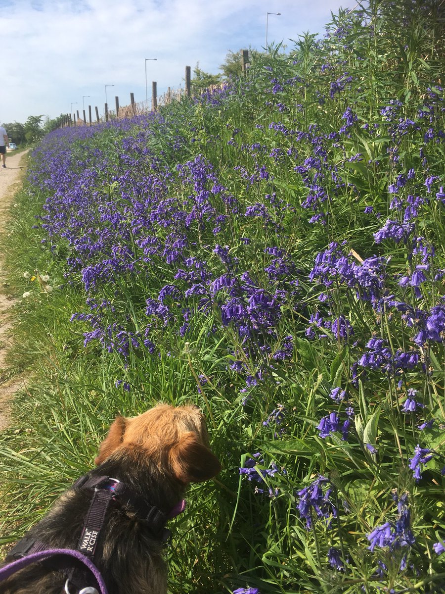 millie_bordert's tweet photo. Beautiful blue bells on my early morning walk 💙 https://t.co/ra5nWhpPm2