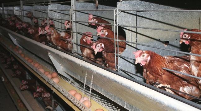 20Minutes's tweet photo. VIDEO. Côtes-d’Armor: L214 dénonce dans une vidéo les conditions d’élevage de poules pondeuses https://t.co/99oEp5qPeb https://t.co/T3MTrxYFTN