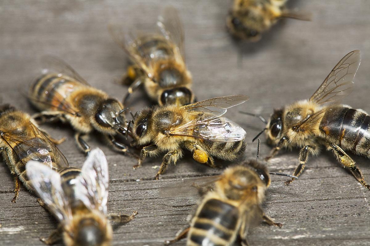 Honeybees let out a ‘whoop’ when they bump into each other #WorldBeeDay 🐝 bit.ly/2wRYtG2