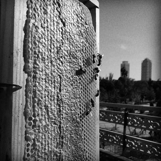 EnricHMarch's tweet photo. 20 de maig Dia Mundial de les Abelles @bcnhoneyfest. Demà és el darrer dia per veure l'exposició #beehaveBCN a la @fundaciomiro amb @alfonsoborragan hi hem col·laborat produint mel artificial al Clot i amb el relat que podeu llegit clicant l'enllaç.
https://t.co/z4U7KbjRIJ https://t.co/QlH1ryeshc