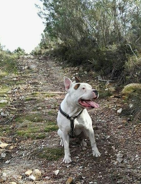LuProt's tweet photo. ROCCO DESAPARECIDO!!!SI ALGUIEN LO VE PONEROS EN CONTACTO CON 636578909
Se perdió pornla zona de #Canabal , concello de #Sober (#lugo) AUNQUE PUEDE ESTAR EN CUALQUIER PARTE...
Es muy bueno y sociable. 
Tfno: 636578909
Gracias.
https://t.co/rPwBbZwcqt
#difusion #perdido #sos https://t.co/6gaIUqJ2Oh