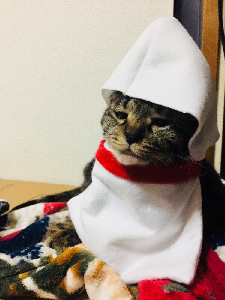 ハンドメイド専門店odd Eye Pa Twitter てるてる坊主を作るつもりが イカになりました 笑 失敗作ですが可愛いので載せます 艸 ねこ 猫の服 猫の帽子 猫のいる暮らし ねこのあそび 猫好き ねこすきさんと繋がりたい ねこのきもち キジトラ 駄作